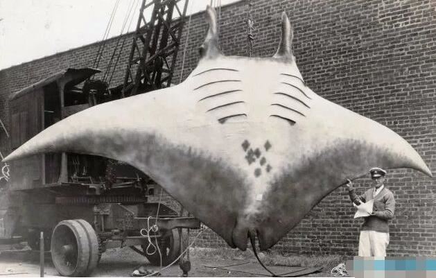 世界上最大的蝠鲼，长达9米/重3吨(翼展可达6米)