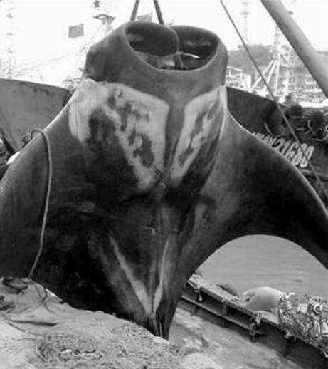 世界上最大的蝠鲼，长达9米/重3吨(翼展可达6米)