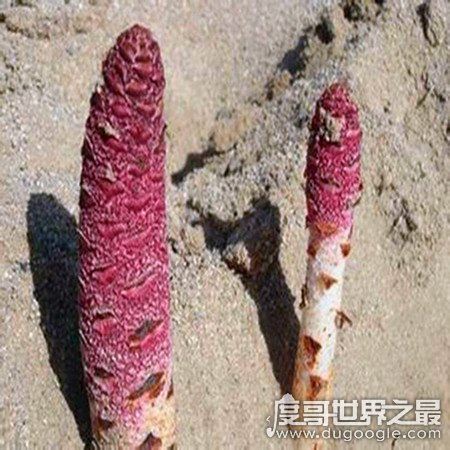 古代女人泄欲用具盘点,角先生与缅铃最受欢迎喜爱