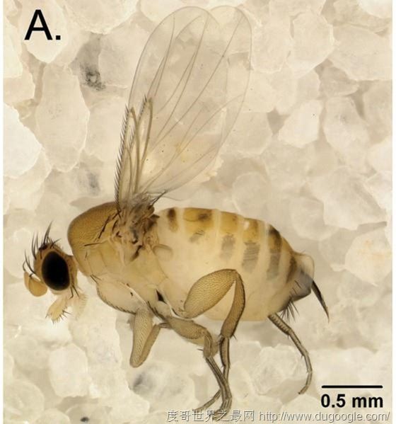 绿带彩蚴吸虫 Leucochloridium paradoxum,世界上最离奇的寄生虫盘点
