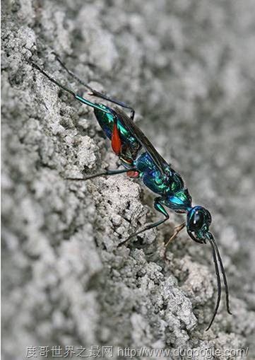 绿带彩蚴吸虫 Leucochloridium paradoxum,世界上最离奇的寄生虫盘点