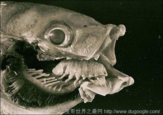 绿带彩蚴吸虫 Leucochloridium paradoxum,世界上最离奇的寄生虫盘点