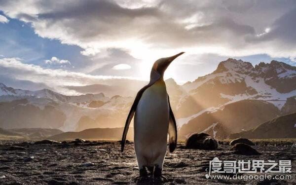 世界上最大的企鹅是哪一种，帝企鹅体重可达50千克（高不低于90cm）