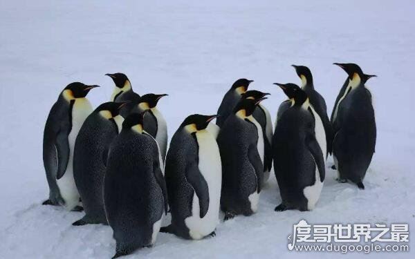 世界上最大的企鹅是哪一种，帝企鹅体重可达50千克（高不低于90cm）