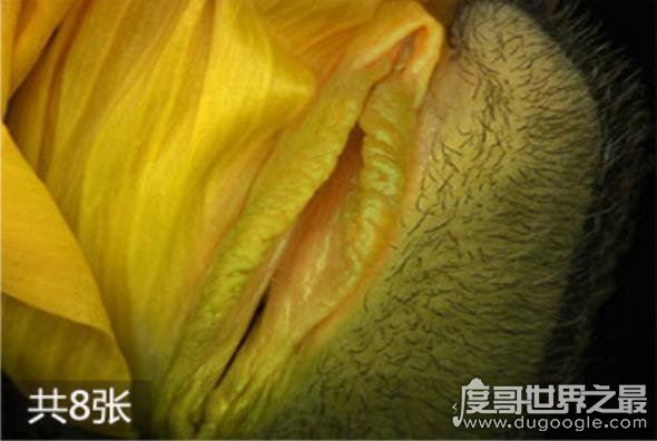 女人十大名器图解,女性最性感的外阴形状(万里挑一)