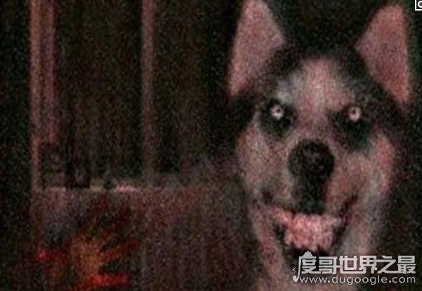 作死搜索smile.jpg(微笑狗)谷歌原图，结果吓尿了(胆小勿进)