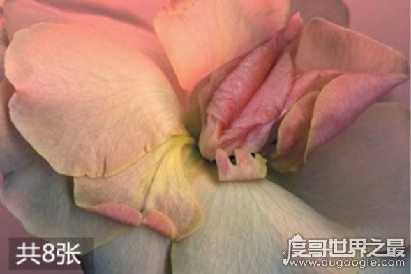 女人十大名器图解，女性最性感的外阴形状(万里挑一)