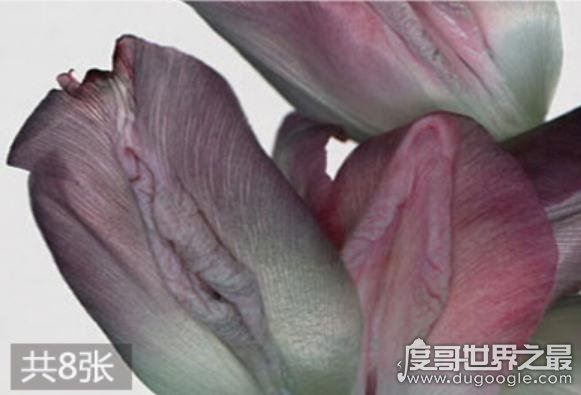女人十大名器图解,女性最性感的外阴形状(万里挑一)