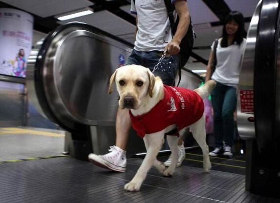 导盲犬毕业有多难，全国盲人1700万服役导盲犬不足200只