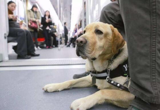 导盲犬毕业有多难，全国盲人1700万服役导盲犬不足200只