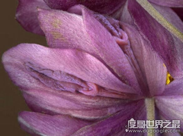 女人十大名器图解，女性最性感的外阴形状(万里挑一)