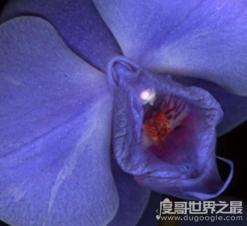 女人十大名器图解，女性最性感的外阴形状(万里挑一)