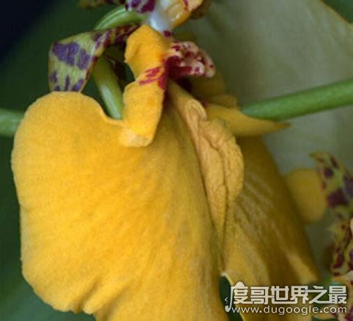 女人十大名器图解,女性最性感的外阴形状(万里挑一)