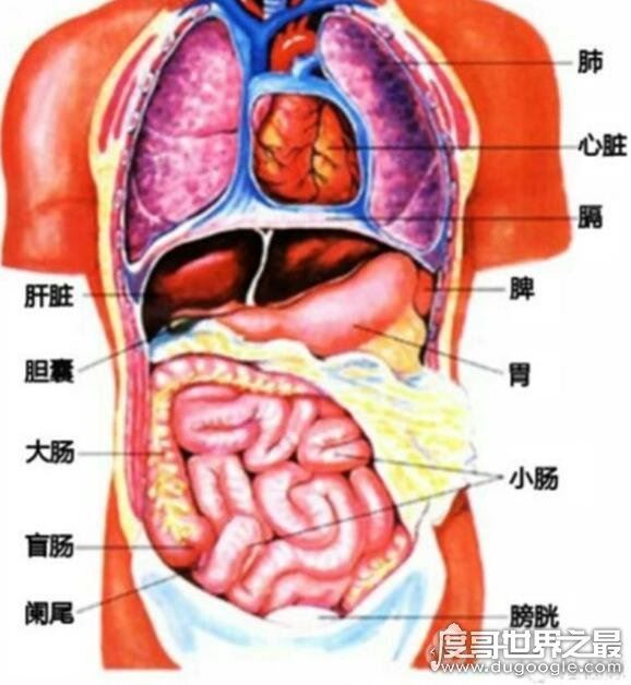 人体器官结构图五脏六腑肾的位置,11个部位功能和作用介绍