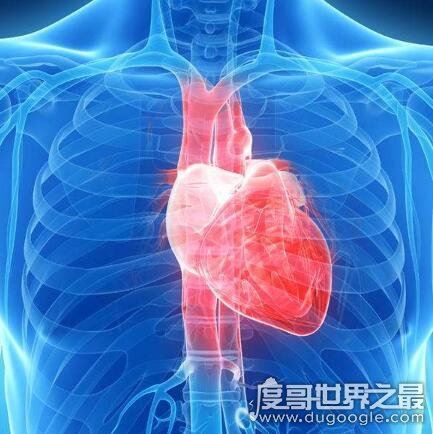 人体器官结构图五脏六腑肾的位置，11个部位功能和作用介绍