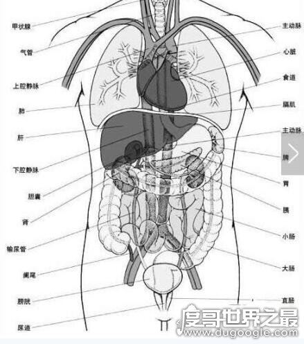 人体器官结构图五脏六腑肾的位置,11个部位功能和作用介绍