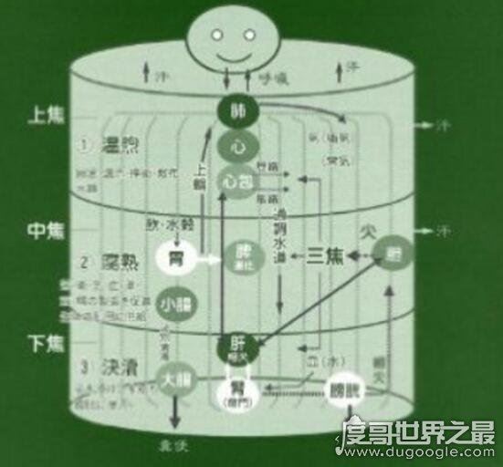 人体器官结构图五脏六腑肾的位置，11个部位功能和作用介绍