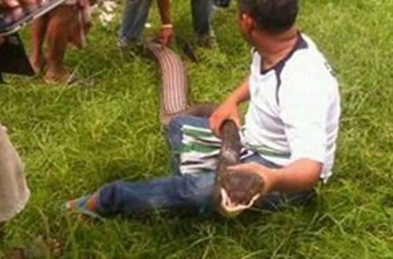 中国最大一条过山峰蛇，最大一条长6米重70斤(比胳膊还粗)