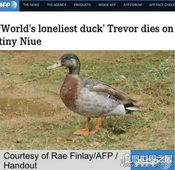 世界上最孤独鸭子被咬死了,遭5条狗围攻(全国为其哀悼)