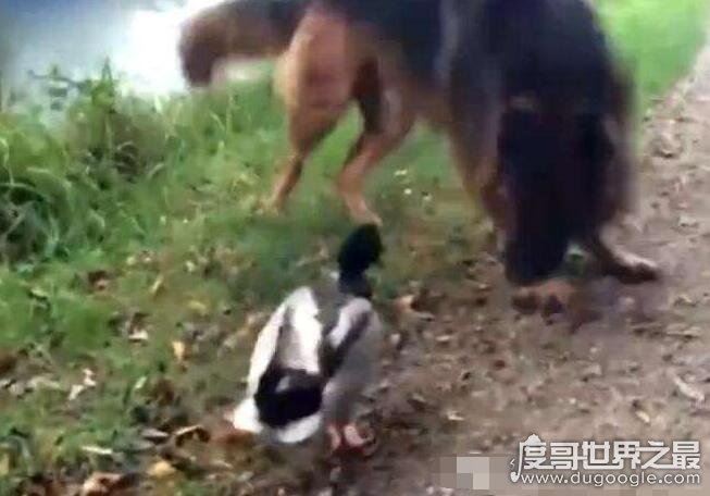 世界上最孤独鸭子被咬死了,遭5条狗围攻(全国为其哀悼)