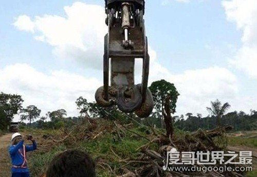 世界上最大的蛇，中国发现长达55米巨蛇(最大的蛇盘点)