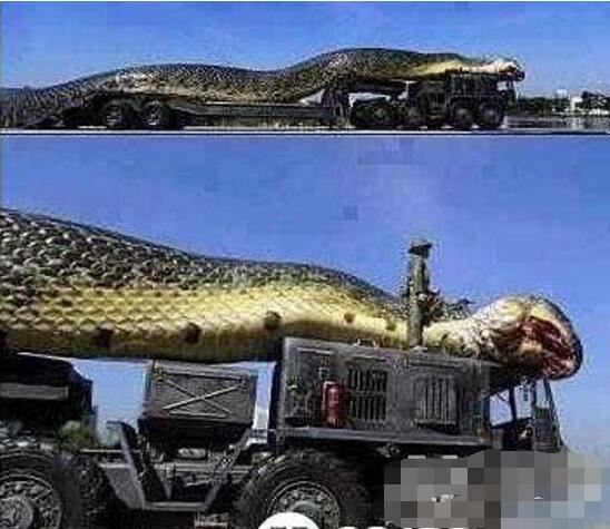 世界上最大的蛇，中国发现长达55米巨蛇(最大的蛇盘点)