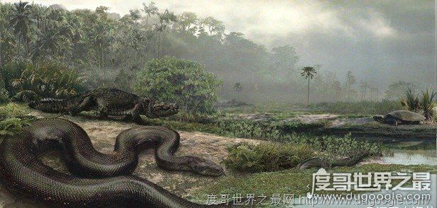 世界上最大的蛇，中国发现长达55米巨蛇(最大的蛇盘点)