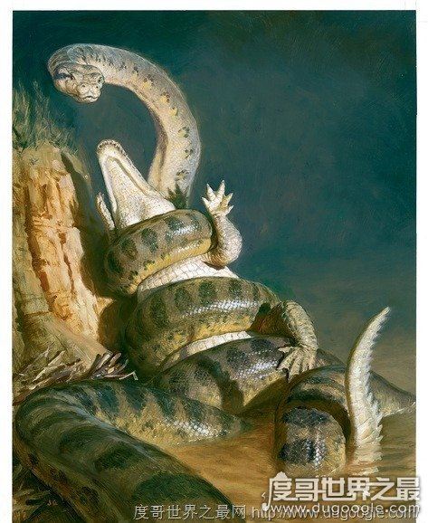 世界上最大的蛇，中国发现长达55米巨蛇(最大的蛇盘点)