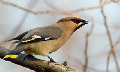 长白山715事件是怎么回事，棒槌鸟是什么（人参有灵）