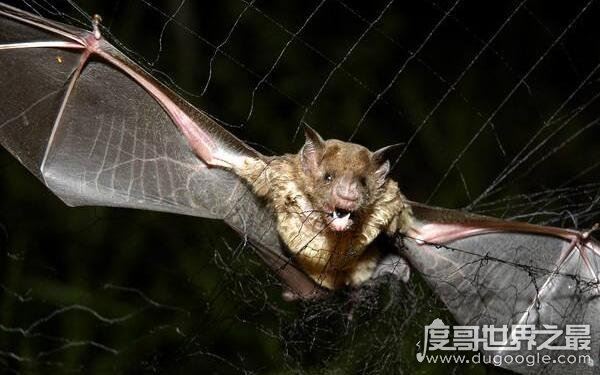 巨型狗头蝙蝠再现澳大利亚市区，令人恐慌害怕(体内含有病毒)