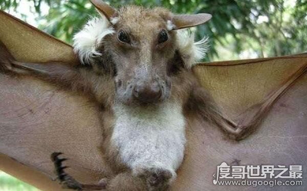 巨型狗头蝙蝠再现澳大利亚市区，令人恐慌害怕(体内含有病毒)