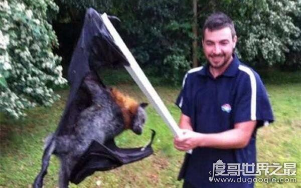 巨型狗头蝙蝠再现澳大利亚市区，令人恐慌害怕(体内含有病毒)