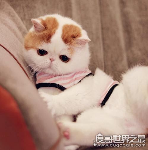 呆萌猫“红小胖snoopy”走红，现实版加菲猫(网友直呼萌化了)