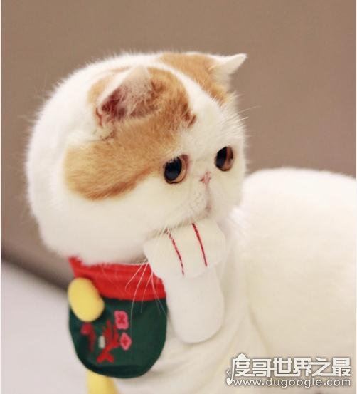 呆萌猫“红小胖snoopy”走红,现实版加菲猫(网友直呼萌化了)