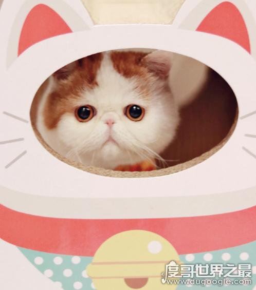 呆萌猫“红小胖snoopy”走红，现实版加菲猫(网友直呼萌化了)