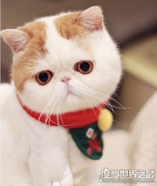 呆萌猫“红小胖snoopy”走红，现实版加菲猫(网友直呼萌化了)