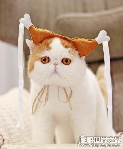 呆萌猫“红小胖snoopy”走红,现实版加菲猫(网友直呼萌化了)