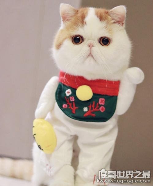 呆萌猫“红小胖snoopy”走红，现实版加菲猫(网友直呼萌化了)