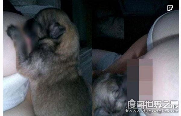 挤奶门事件图片，90后美女挤奶喂狗惊呆网友(疑造假)