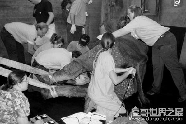 女性采精师亲自为男人撸管，取精场面相当火爆(附图)