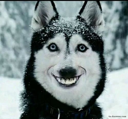 国外禁搜的smile dog微笑狗，背后的死亡怪谈（奇异能力）