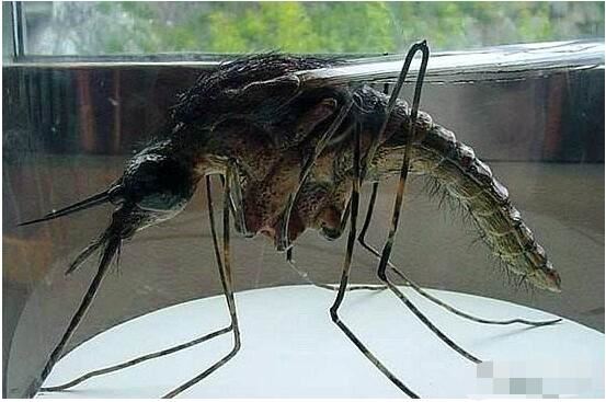 现存世界上最大的蚊子,华丽巨蚊长达35cm(不吸血)