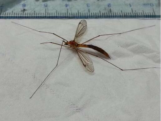 现存世界上最大的蚊子，华丽巨蚊长达35cm(不吸血)
