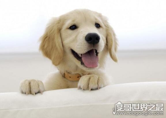 12星座专属宠物，看看你最适合养什么样的小可爱