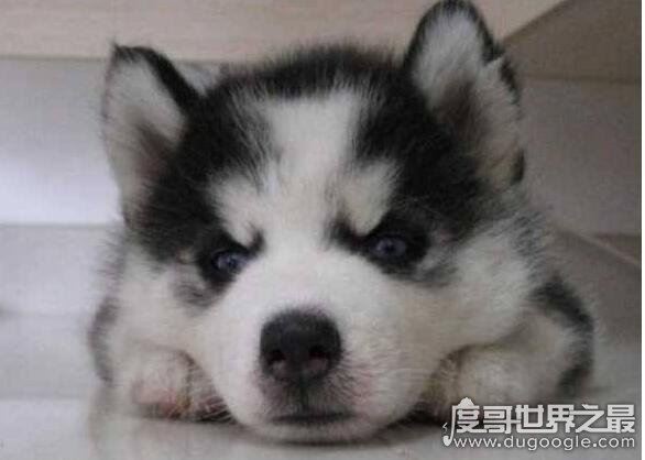 12星座专属宠物，看看你最适合养什么样的小可爱