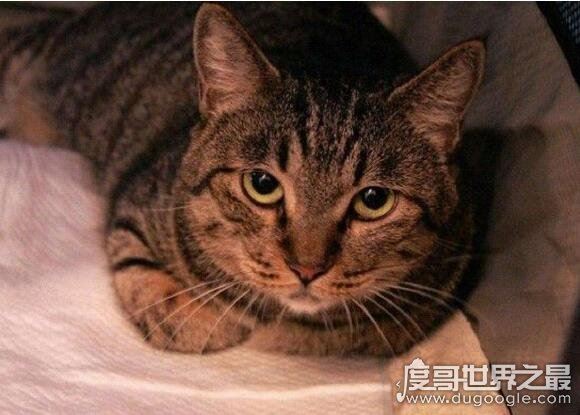 12星座专属宠物，看看你最适合养什么样的小可爱