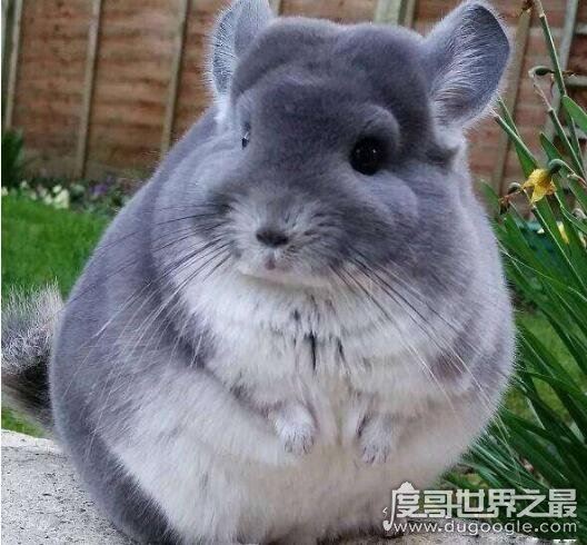 12星座专属宠物,看看你最适合养什么样的小可爱