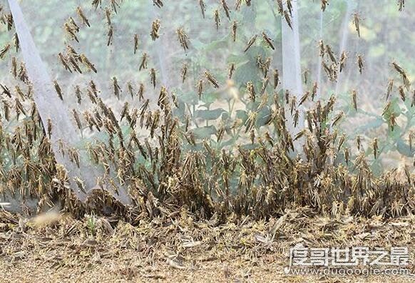 蝗灾时蝗虫真的吃人吗，根本就不会吃人(蝗虫的天敌介绍)