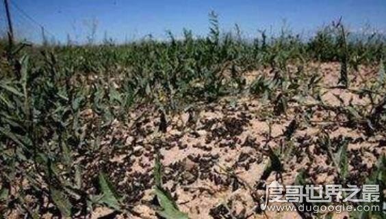 蝗灾时蝗虫真的吃人吗,根本就不会吃人(蝗虫的天敌介绍)