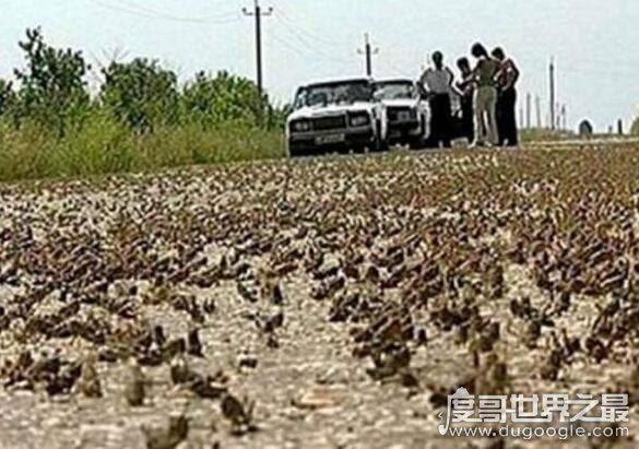 蝗灾时蝗虫真的吃人吗，根本就不会吃人(蝗虫的天敌介绍)